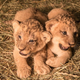 Illustration for article titled Name Some Lions!